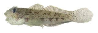 To NMNH Extant Collection (Gnatholepis amjerensis USNM 379894 photograph lateral view)