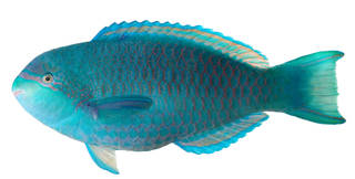 To NMNH Extant Collection (Scarus globiceps USNM 392974 photograph lateral view)