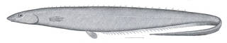 To NMNH Extant Collection (Notacanthus P07661 illustration)