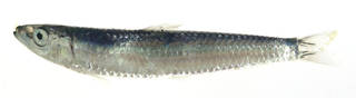 To NMNH Extant Collection (Spratelloides USNM 373505 photograph lateral view)