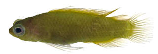 To NMNH Extant Collection (Pseudoplesiops knighti USNM 373436 photograph lateral view)