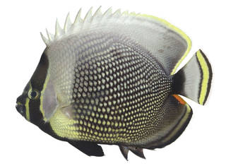 To NMNH Extant Collection (Chaetodon reticulatus USNM 373543 photograph lateral view)