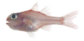 To NMNH Extant Collection (Apogon coccineus USNM 376670 photograph lateral view)