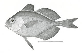 To NMNH Extant Collection (Psenes atlanticus P07203 illustration)