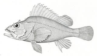 To NMNH Extant Collection (Pontinus caulifrons P06887 illustration)