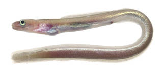 To NMNH Extant Collection (Kaupichthys brachychirus USNM 374824 photograph lateral view)