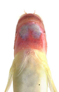 To NMNH Extant Collection (Nannosalarias nativitatus USNM 364021 photograph head ventral view)