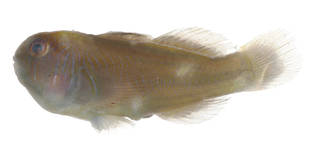 To NMNH Extant Collection (Gobiodon rivulatus USNM 377469 photograph lateral view)