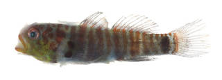 To NMNH Extant Collection (Eviota disrupta USNM 379362 photograph lateral view)
