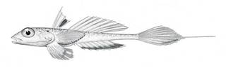To NMNH Extant Collection (Callionymus agassizi P02494 illustration)