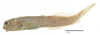 To NMNH Extant Collection (Entomacrodus nigricans USNM 34625 holotype photograph lateral view)