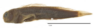 To NMNH Extant Collection (Entomacrodus macrospilus USNM 200279 holotype photograph lateral view)