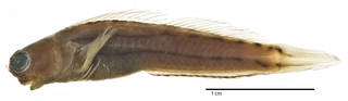 To NMNH Extant Collection (Ecsenius (Ecsenius) trilineatus USNM 205705 holotype photograph lateral view)