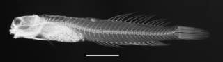 To NMNH Extant Collection (Entomacrodus nigricans USNM 034625 holotype radiograph lateral view)