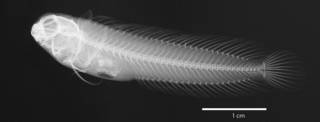 To NMNH Extant Collection (Enchelyurus hepburni USNM 062247 type radiograph lateral view)