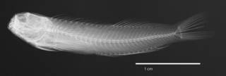 To NMNH Extant Collection (Entomacrodus cymatobiotus USNM 142183 holotype radiograph lateral view)