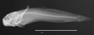 To NMNH Extant Collection (Entomacrodus macrospilus USNM 200279 holotype radiograph lateral view)
