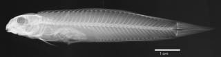 To NMNH Extant Collection (Petroscirtes eretes USNM 051949 holotype radiograph lateral view)
