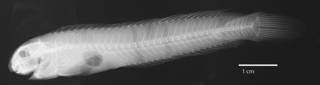 To NMNH Extant Collection (Haptogenys quadripora USNM 119658 holotype radiograph lateral view)