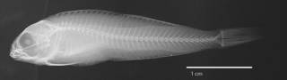 To NMNH Extant Collection (Ophioblennius mazorkae USNM 128188 type radiograph lateral view)