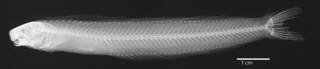 To NMNH Extant Collection (Petroscirtes ewaensis USNM 133821 holotype radiograph lateral view)