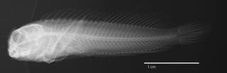 To NMNH Extant Collection (Parablennius tasmanianus caledoniensis USNM 195795 holotype radiograph lateral view)