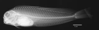 To NMNH Extant Collection (Ophioblennius steindachneri clippertonensis USNM 196130 holotype radiograph lateral view)