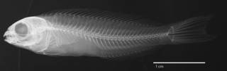To NMNH Extant Collection (Meiacanthus (Meiacanthus) nigrolineatus USNM 200301 holotype radiograph lateral view)