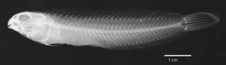 To NMNH Extant Collection (Petroscirtes (Dasson) fallax USNM 201365 holotype radiograph lateral view)