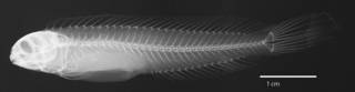 To NMNH Extant Collection (Meiacanthus (Meiacanthus) vittatus USNM 201453 holotype radiograph lateral view)