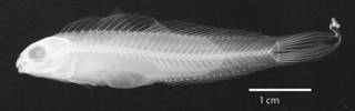 To NMNH Extant Collection (Meiacanthus (Meiacanthus) procne USNM 203275 holotype radiograph lateral view)