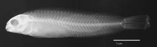 To NMNH Extant Collection (Meiacanthus (Meiacanthus) geminatus USNM 205286 holotype radiograph lateral view)