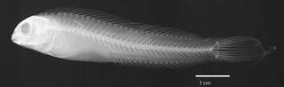 To NMNH Extant Collection (Meiacanthus (Meiacanthus) bundoon USNM 212257 holotype radiograph lateral view)