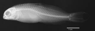To NMNH Extant Collection (Meiacanthus (Meiacanthus) fraseri USNM 215434 holotype radiograph lateral view)