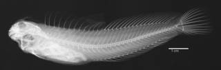 To NMNH Extant Collection (Istiblennius spilotus USNM 220913 holotype radiograph lateral view)