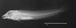 To NMNH Extant Collection (Omox lupus USNM 223710 holotype radiograph lateral view)