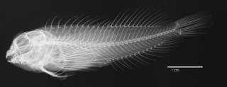 To NMNH Extant Collection (Hypleurochilus springeri USNM 231716 holotype radiograph lateral view)