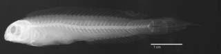 To NMNH Extant Collection (Meiacanthus crinitus USNM 276512 holotype radiograph lateral view)