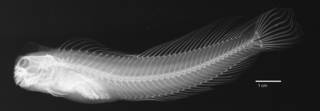 To NMNH Extant Collection (Istiblennius pox USNM 296480 holotype radiograph lateral view)
