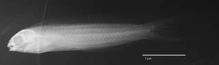To NMNH Extant Collection (Meiacanthus urostigma USNM 348776 holotype radiograph lateral view)