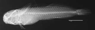 To NMNH Extant Collection (Entomacrodus williamsi USNM 356864 holotype radiograph lateral view)