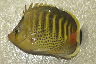 To NMNH Extant Collection (Chaetodon punctatofasciatus USNM 374328 photograph lateral view)