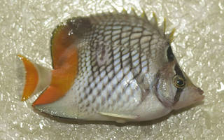 To NMNH Extant Collection (Chaetodon xanthurus USNM 374322 photograph lateral view)