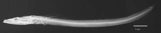 To NMNH Extant Collection (Chaenopsis ocellatus USNM 008007 type radiograph lateral view)