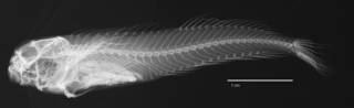 To NMNH Extant Collection (Salarias chiostictus USNM 028117 syntype lectotype radiograph lateral view)