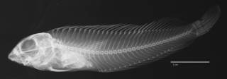 To NMNH Extant Collection (Clinus zonifer USNM 028122 lectotype radiograph lateral view)