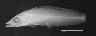 To NMNH Extant Collection (Auchenopterus asper USNM 039643 type radiograph lateral view)
