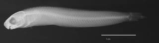 To NMNH Extant Collection (Runula azalea USNM 044299 type radiograph lateral view)