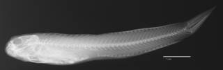 To NMNH Extant Collection (Salarias tanegasimae USNM 053274 holotype radiograph lateral view)