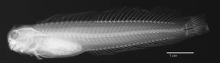 To NMNH Extant Collection (Salarias zamboangae USNM 055623 holotype radiograph lateral view)